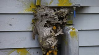 Hornet Nest Destruction Compilation [upl. by Naimaj905]