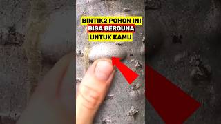 Cairan Pohon ini Bisa Sangat Berguna saat Survival Di Hutan‼️ [upl. by Ellenyl174]