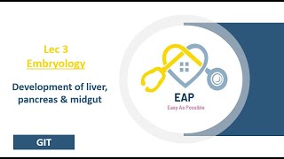 Lec 3  Embryology  Development of liver pancreas amp midgut  GIT [upl. by Barra561]