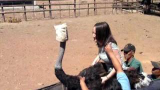 Ostrich riding  South Africa [upl. by Fernandina]