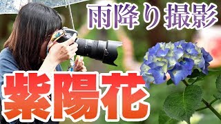 【写真撮影】Nikon AFS NIKKOR 2470mm f28E ED VR と AFS VR MicroNikkor 105mm f28G IFEDで紫陽花撮って来た【ともよ。】 [upl. by Eerej]