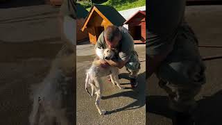 Successful treatment for dog with severe dermatitis rescue dog help animals doglover [upl. by Odanref]