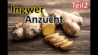 Ingwer Voranzucht Teil2 Das Eintopfen ingwer ginger ingweranbau [upl. by Ozmo]