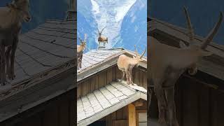 These goats loves to chill on the roof top [upl. by Weil725]