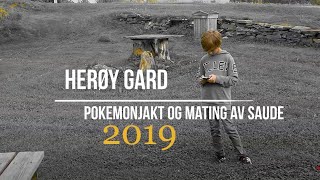 Herøy Gard  pokemonjakt og mating av saude 2019 [upl. by Lrak]