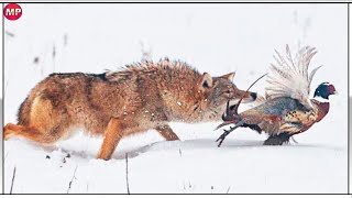 10 Brutales Momentos de COYOTES Cazando en el Mundo Salvaje [upl. by Aicssej]