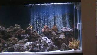 Part 1 My 55 Gallon Marine Salt Water Aquarium Coral Reef Fish Tank LED Lights Saltwater [upl. by Antony]