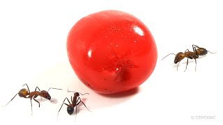 Ants vs Cherry Timelapse [upl. by Dotson]