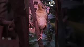 This is weaver bird [upl. by Saqaw]