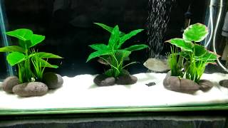 how to solve cloudy water in aquarium in hindi [upl. by Ordnael]