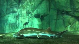 Chinese Sturgeon Acipenser sinensis [upl. by Norak]