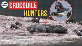 Why Crocodiles Hate Otters Family [upl. by Okimuk]