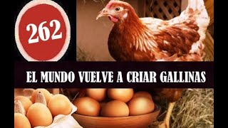 Por QUÉ DEBERIAS criar Gallinas [upl. by Ramburt]