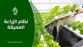 نظام الزراعة العميقة  ديب واتر كالتشر DWC [upl. by Roselin]