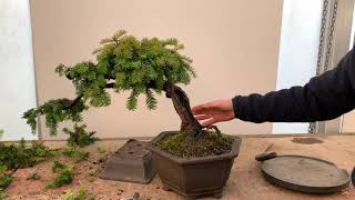 Shaping a Yew Bonsai [upl. by Neda]