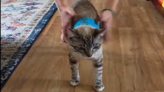 Cat instantly falls over while wearing harness [upl. by Ashlen532]