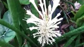 Sansevieria  Motherin laws tongue Plant  in Blooming [upl. by Enilec956]