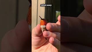 World’s Smallest Bird The Bee Hummingbird 🐦🌸 facts shorts birds nature [upl. by Eekcaj]