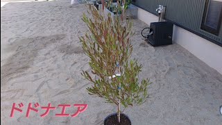 【ドドナエア】 植え替え時期は秋頃が良いとの事なので、地球に優しい植木鉢ルーツポーチに植え替えました。 [upl. by Jael433]