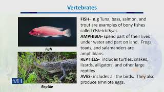 Vertebrates  Biodiversity amp EvolutionII  BT201Topic051 [upl. by Cayla]