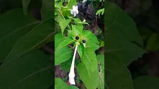 Mirabilis jalapa4O clock plant is an example of quotIncomplete dominance quotclass 12Biology [upl. by Arten]