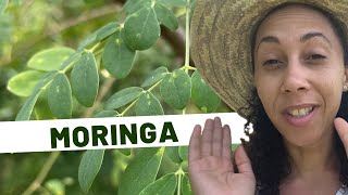 🌱Les secrets du Moringa  Une source de nutrition et de santé pour tous [upl. by Alic]