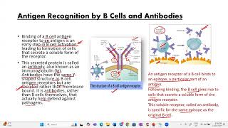 Bcell amp Tcell receptorimmunology apbiology ibbiology neetbiology examprep olympiad [upl. by Aelber]