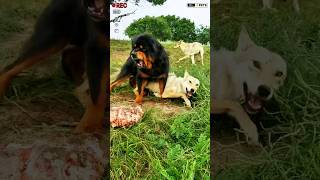 Monster Tibetan Mastiff dog vs Pack of Wolfs shorts viralshort ytshorts [upl. by Acim]