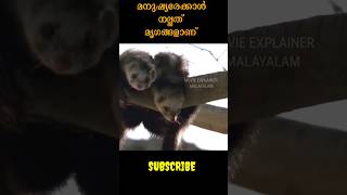 Pets ഇഷ്ടമാണോ നിങ്ങൾക്ക് mem ytshortsindia youtubeindia trendingshorts fyp [upl. by Modestine705]