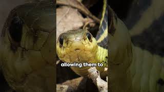 Tiny Predators Garter Snakes in Canada [upl. by Brigham]