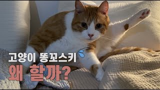 ENG SUB 고양이도 항문낭을 짜야할까 [upl. by Aphra]