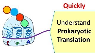 Translation in prokaryotes  Protein synthesis in prokaryotes [upl. by Brent]