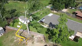 Drone footage tree removal youtubeshorts [upl. by Alberta]