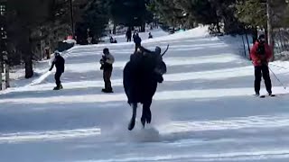 Massive Moose Chases Skiers Going Down Slope [upl. by Derreg]