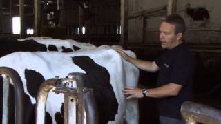 Rumen Scoring Dairy Cows [upl. by Truc]