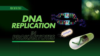 DNA Replication  DNA Replication in prokaryotes [upl. by Ohs]