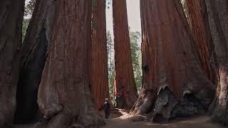 The Tallest Tree in the World Natures Giant [upl. by Dubenko284]