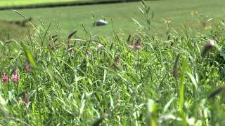 Cotswold Seeds First Hand Sainfoin [upl. by Ulrica]