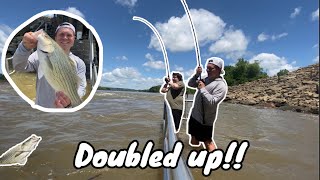 Greenup Dam Fishing CATCHING MONSTER HYBRIDS IN MUDDY WATER Over 40 fish caught in 2 hours [upl. by Faustena]