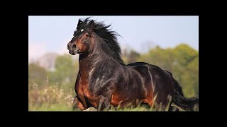 Top 14 Most Popular Horse Breeds in North America [upl. by Sly]