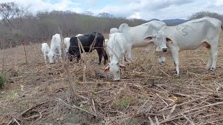 Por fin llegaron las lluvias al rancho y los días más difíciles del año  Soy Francisco Vargas [upl. by Anoet]