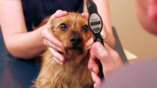 Louis Laratta DVM DACVO measuring dogs eye pressure using the TONOVET tonometer [upl. by Kcirdet]