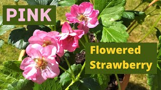 Growing and Propagating Pink Flowered Strawberry Plants [upl. by Neyr]