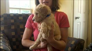 F1B Labradoodle Puppies 5 Weeks Old [upl. by Enaitsirk]