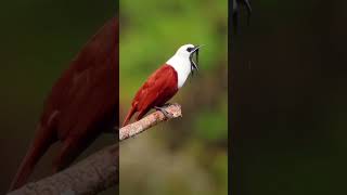 The three wattled bellbird breeds in mountain region of costa Rica and migrates viralshortvideo [upl. by Oedama]