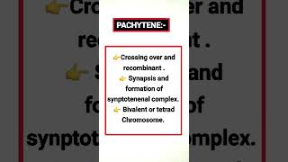 PACHYTENE biology [upl. by Akcimat992]