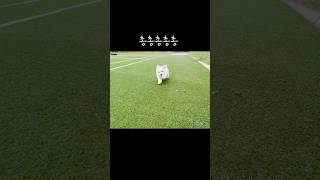 뭉찌는 강쥐🐶 마루는강쥐 챌린지 미니비숑 [upl. by Noyar]