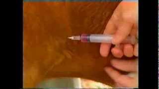 How to give a subcutaneous injection to a goat [upl. by Arlinda567]