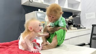 Bibi visited the poor baby monkey in the hospital [upl. by Hannahoj892]