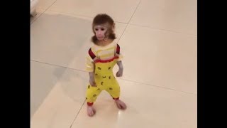 Training the pocket monkey [upl. by Aveer]